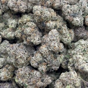 Mango Gelato Indoor🔥 🍭