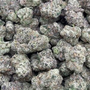 Sharklatto Indoor 🔥👃