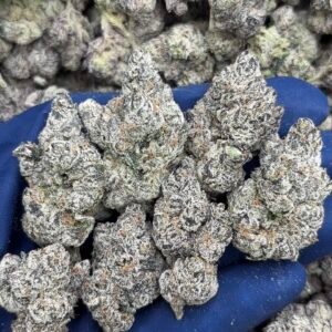 Code Black By Atlas Seed Co.  (The Black x Candy Runtz)