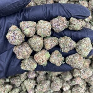 ANIMAL COCKTAIL  - INDOOR MEDIUMS 🍭