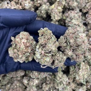 GRAPE SHASTA 🍇🥤